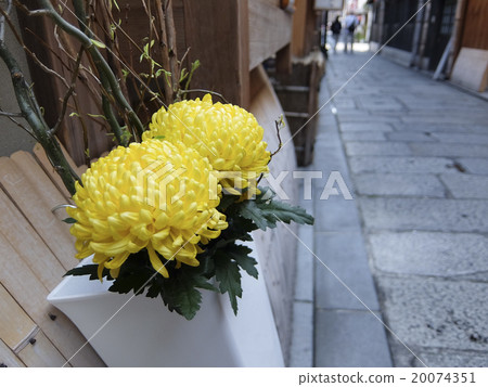 菊花 菊花 20074351