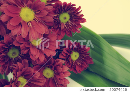 Beautiful Pink Chrysanthemum flower with vintage f 20074426