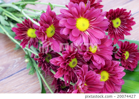 Beautiful Pink Chrysanthemum flower Beautiful Pink Chrysanthemum flower 20074427