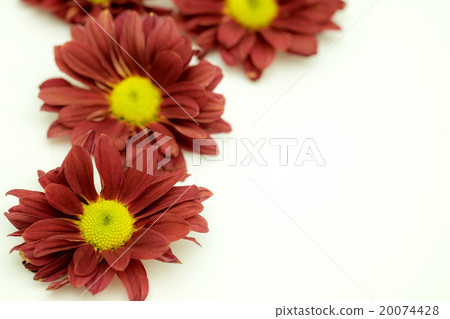 Beautiful Pink Chrysanthemum flower 20074428