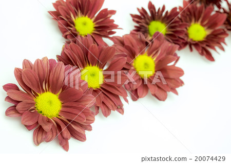 Beautiful Pink Chrysanthemum flower 20074429