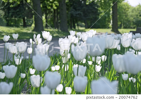 White tulips White tulips 20074762
