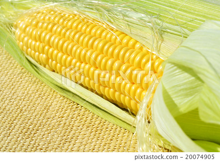 corn on the sacking corn on the sacking 20074905
