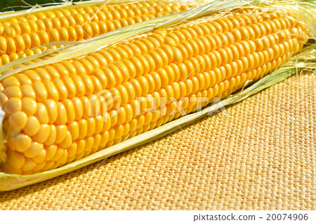 corn on the sacking corn on the sacking 20074906