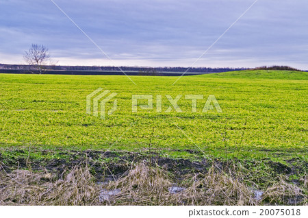 Field, tree, and hill 20075018