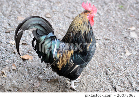 big black cock 20075065