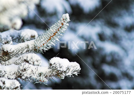 Fir Trees Fir Trees 20075177