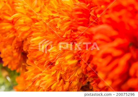 Macro shot of a Dahlia flower 20075296