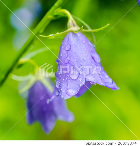 beautiful bluebell flowers with rain drops  20075374
