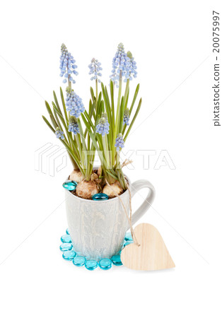 Muscari neglectum with wooden heart shape Valentine 20075997