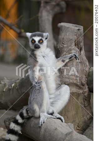 Wolverine lemur Wolverine lemur 20076432