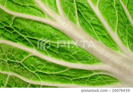 Background closeup of juicy leaf Chinese cabbage 20076439