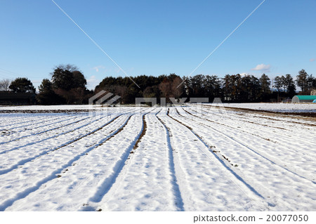 雪和田野 雪和田野 20077050