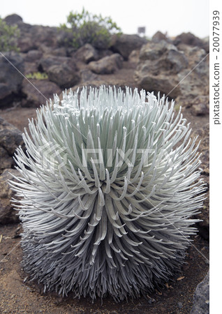 Silver Sword (Silver Grass Grain), Haleakala, Maui, Hawaii - 2 20077939