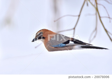 Miyamakakesu 20078006