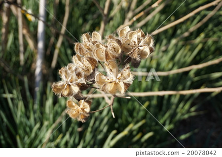 Fuyo Fuyo species Fuyo Fuyo species 20078042