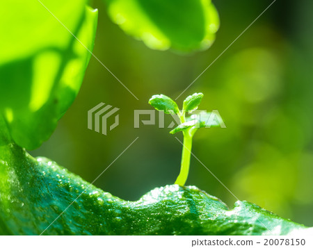 Happy leaves 20078150