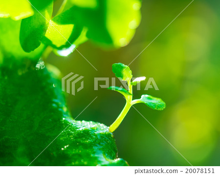 Happy leaves 20078151