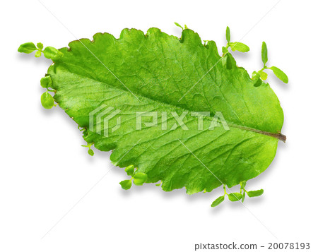 Happy leaves the buds emerge from the leaves 20078193