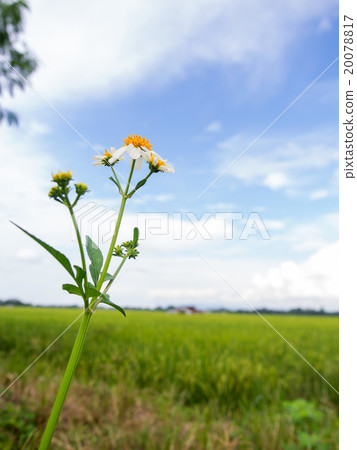 Road side flower under cloudy blue sky Road side flower under cloudy blue sky 20078817