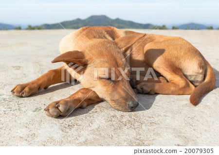 portrait of brown dog sleeping in the ground portrait of brown dog sleeping in the ground 20079305