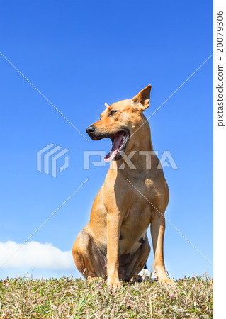portrait of brown dog standing on grass field 20079306