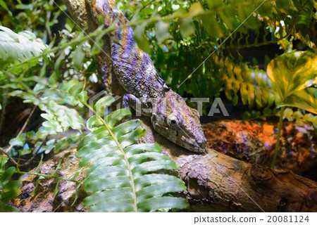 Chrysanthemum chameleon modcus 20081124