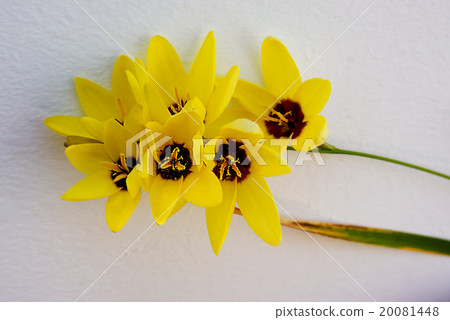 beautiful ixia flower in garden japan 20081448