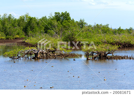mangrove tree North Sulawesi, Indonesia mangrove tree North Sulawesi, Indonesia 20081671