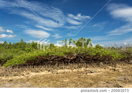 mangrove tree North Sulawesi, Indonesia mangrove tree North Sulawesi, Indonesia 20081673