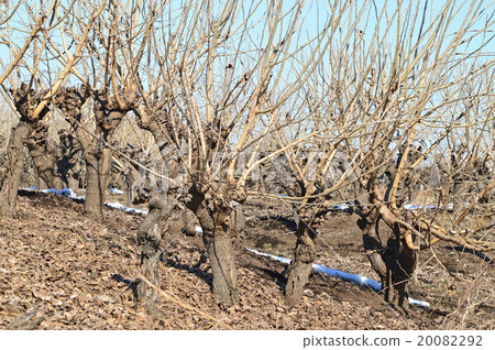 冬季桑園（枯萎病） 20082292