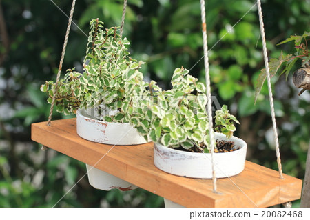 園藝形象 園藝形象 20082468