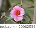 粉紅色的山茶花 20082534