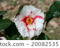 Iwane擠壓 20082535