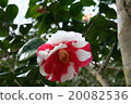 Tsubaki的Iwane Shobori 20082536
