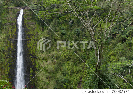 Akaka Falls Hawaii Akaka Falls Hawaii 20082575