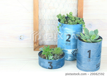 多汁植物內部 20082592