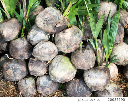 圖庫照片: sprout of coconut tree pop out of the coconut