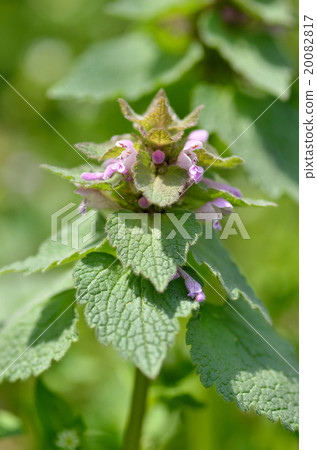 Himeodoricosoum 20082817