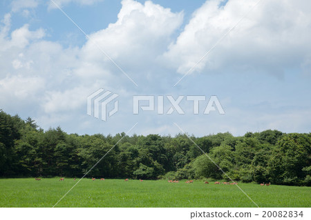 Clouds, deers and grasslands 20082834