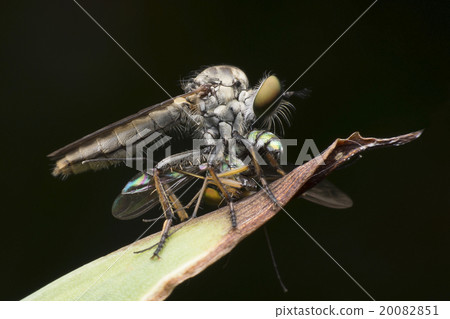 Flies fly hunt as a way of life. Flies fly hunt as a way of life. 20082851