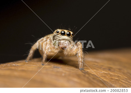 Spider Spider 20082853