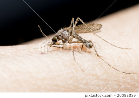 mosquito 20082859