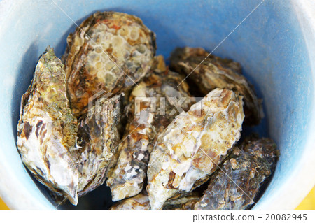 Oyster Oyster 20082945
