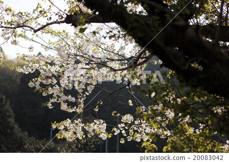 Sakura Tree Sakura Tree 20083042