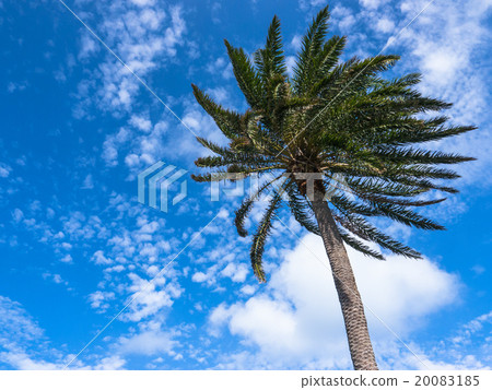 palm trees in the blue sunny sky 20083185