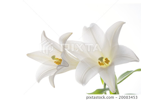 Lily of flowers 20083453