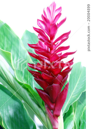 Torch Ginger red flower Torch Ginger red flower 20084899