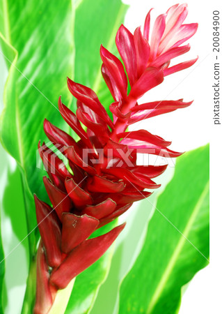 Torch Ginger red flower Torch Ginger red flower 20084900
