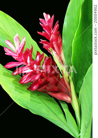Torch Ginger red flower Torch Ginger red flower 20084902
